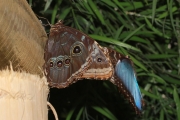 *Le Morpho bleu (Lpidoptre - Nymphalidae - Morpho peleides)